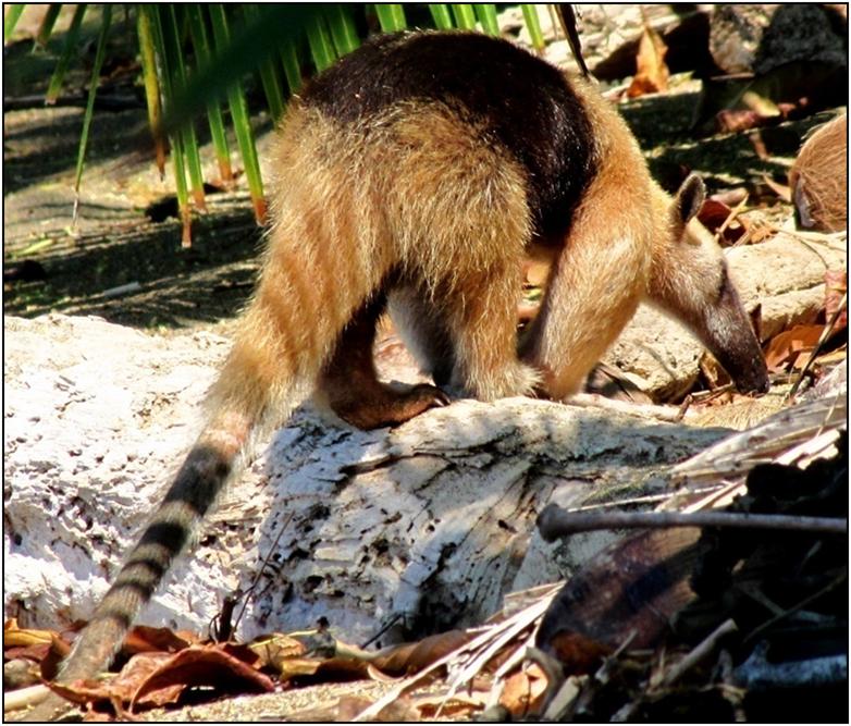 Anteater